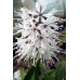 Ypsilandra thibetica