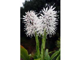 Ypsilandra thibetica