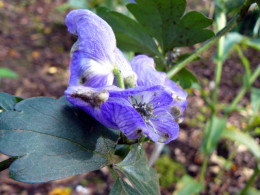 Aconitum arcuatum