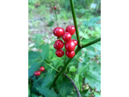 Actaea erythrocarpa