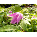 Anemone nemorosa 'Fruhlinhfest'