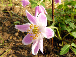 Anemone nemorosa 'Fruhlinhfest'