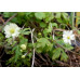 Anemone stolonifera double