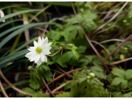 Anemone stolonifera double