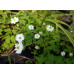 Anemone stolonifera double