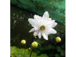 Anemonopsis macrophylla double