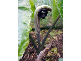 Arisaema ringens