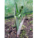 Arisaema ringens