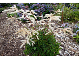 Aruncus aethusifolius