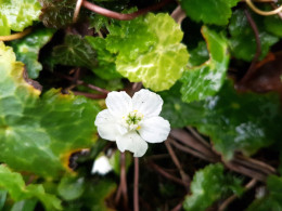 Asteropyrum cavaleriei