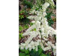 Astilbe odontophylla