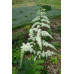 Astilbe odontophylla