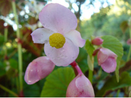 Begonia grandis ssp evansiana