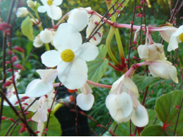 Begonia grandis ssp evansiana var. alba