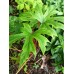 Begonia pedatifida 'Yatsude'
