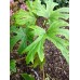 Begonia pedatifida 'Yatsude'
