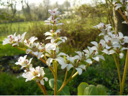 Bergenia x 'Silberlicht'