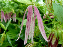 Campanula punctata 'Momobana Shiraito'