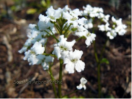 Cardamine trifolia