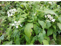 Cardiandra alternifolia 'Alba'