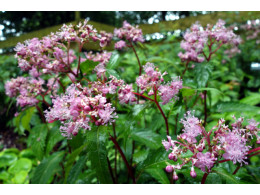 Cardiandra alternifolia 'Hakone Momobana'