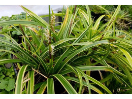 Carex morrowii 'Ice Dance'