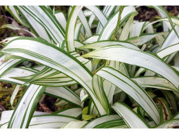 Carex siderosticha 'Shiro'