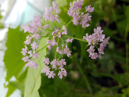 Chaerophyllum hirsutum 'Roseum'