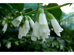 Chelonopsis moschata 'Alba'