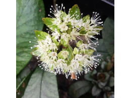 Chrysosplenium macrophyllum f. verte