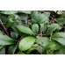 Chrysosplenium macrophyllum f. verte
