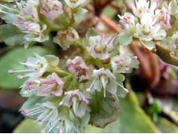 Chrysosplenium macrophyllum