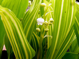 Convallaria majalis 'Albostriata'