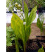 Convallaria majalis 'Dr Favier'