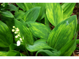 Convallaria majalis 'Dr Favier'