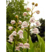 Convallaria majalis 'Rosea'