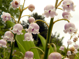 Convallaria majalis 'Rosea'