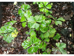 Coptis quinquefolia v. ramosa