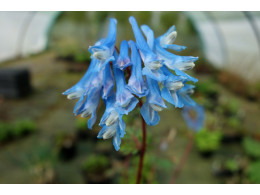 Corydalis curviflora x pachysantra