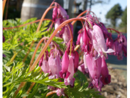 Dicentra formosa