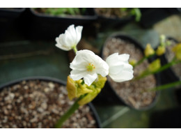 Diphylleia cymosa var. grayi