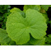 Diphylleia cymosa var. grayi