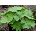 Diphylleia cymosa var. grayi