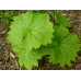 Diphylleia cymosa var. grayi