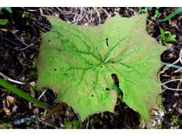 Diphylleia sinensis