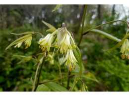 Disporum bodinieri