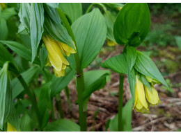 Disporum flavum