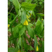 Disporum flavum