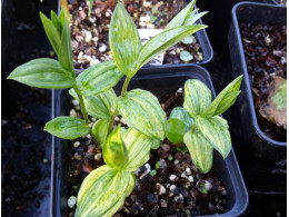 Disporum sessile 'Kinga'