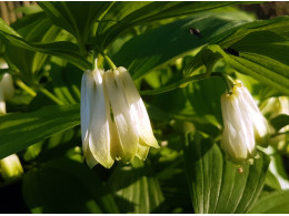 Disporum sessile f. macrophyllum BSWJ4316